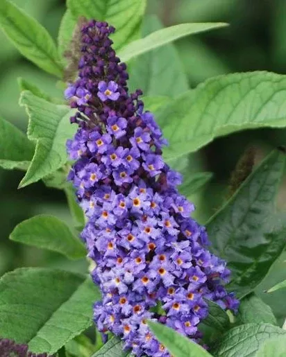 Dwarf Pugster Blue Butterfly Bush