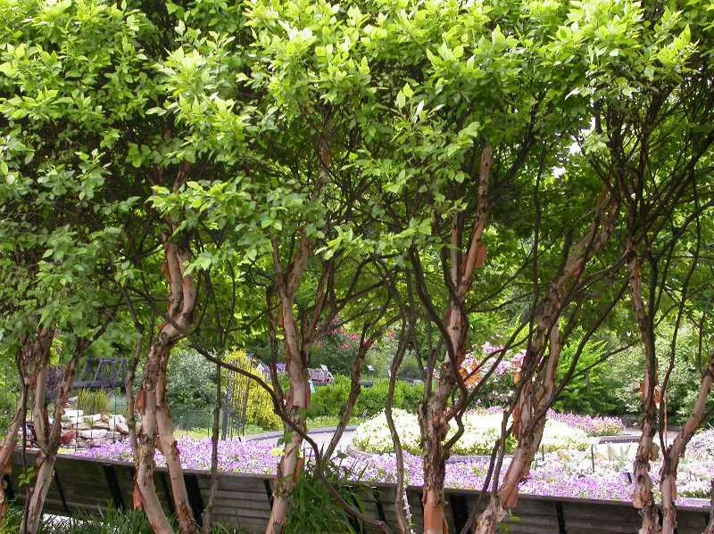 Dwarf River Birch Little King