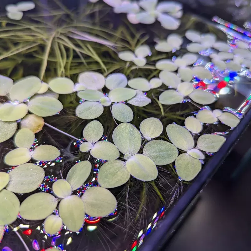 Dwarf Water Lettuce (Pistia stratiotes) – 3-5 Floating Plants – Perfect for Aquariums, Ponds & Natural Filtration