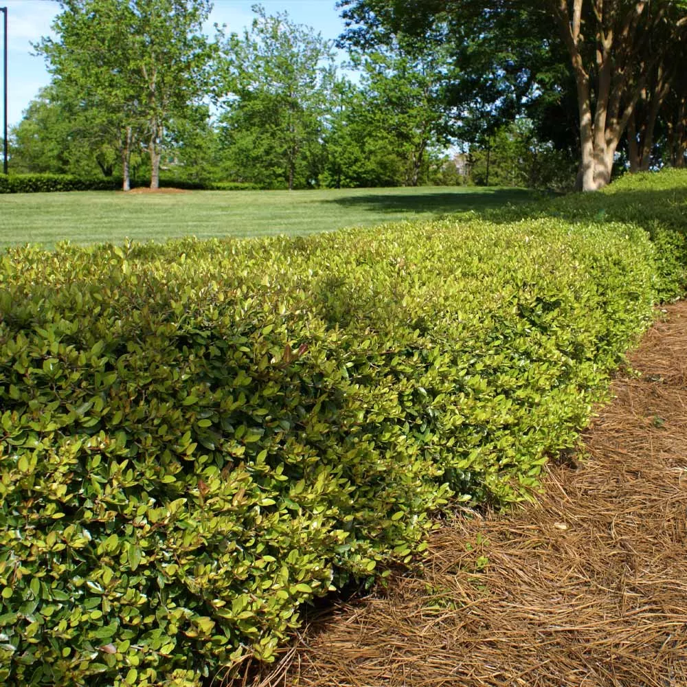 Dwarf Yaupon Holly Shrub