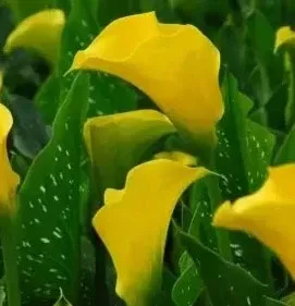 Dwarf Yellow Calla Lily