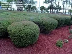 DWARF YOUPON HOLLY 'SHILLINGS' Landscape Shrub Zone 7
