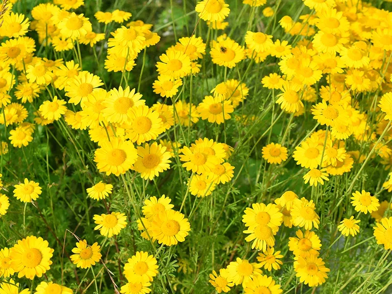 Dyer's Organic Chamomile Seeds