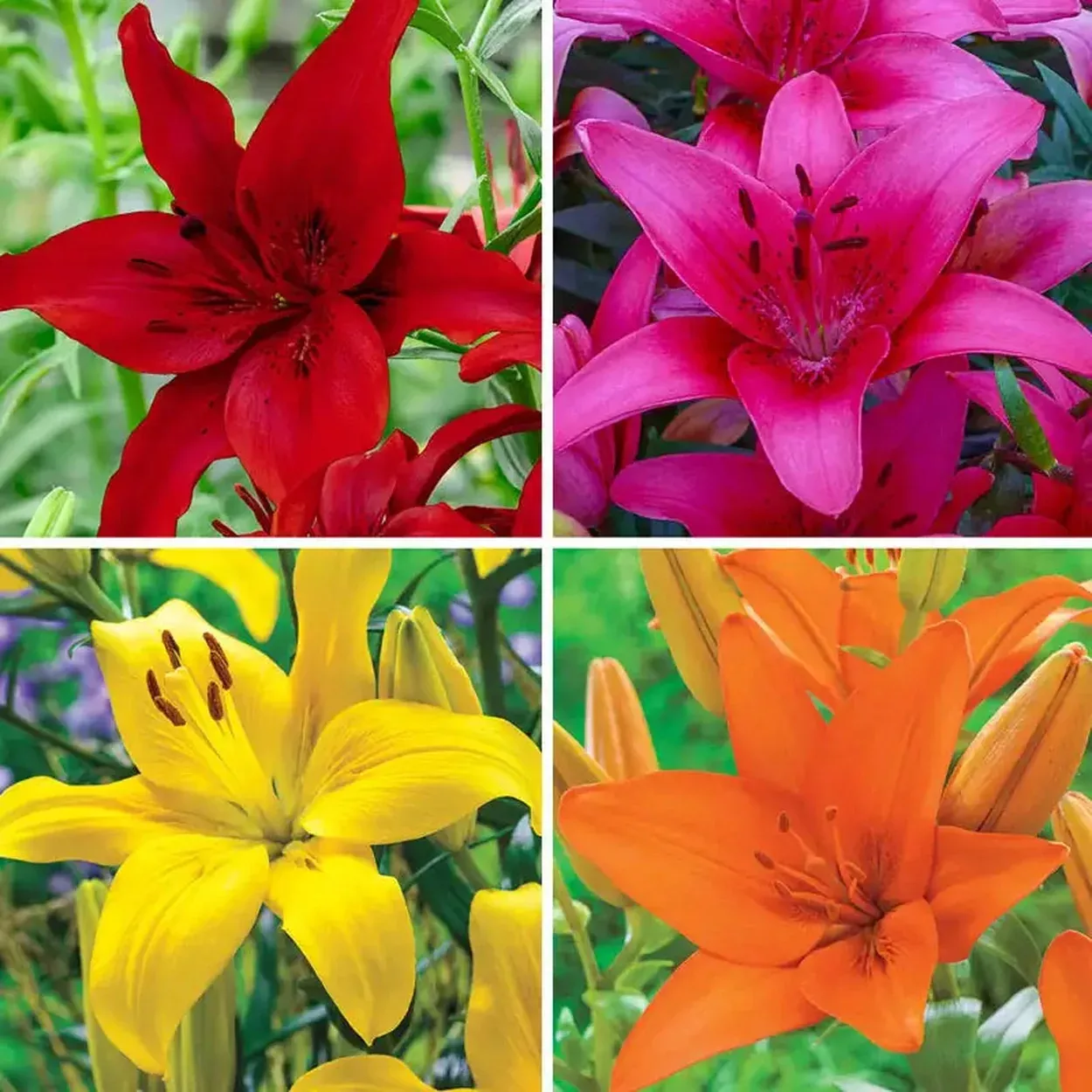 Dynamic Asiatic Lily Collection
