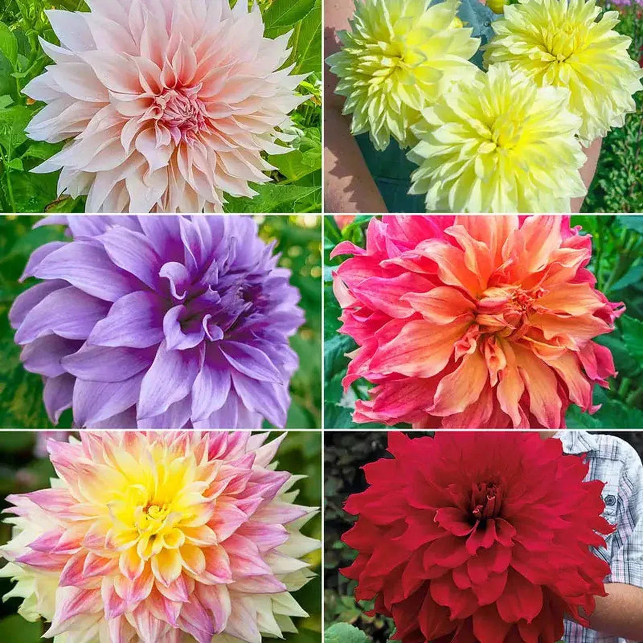 Dynamic Decorative Dahlia Collection