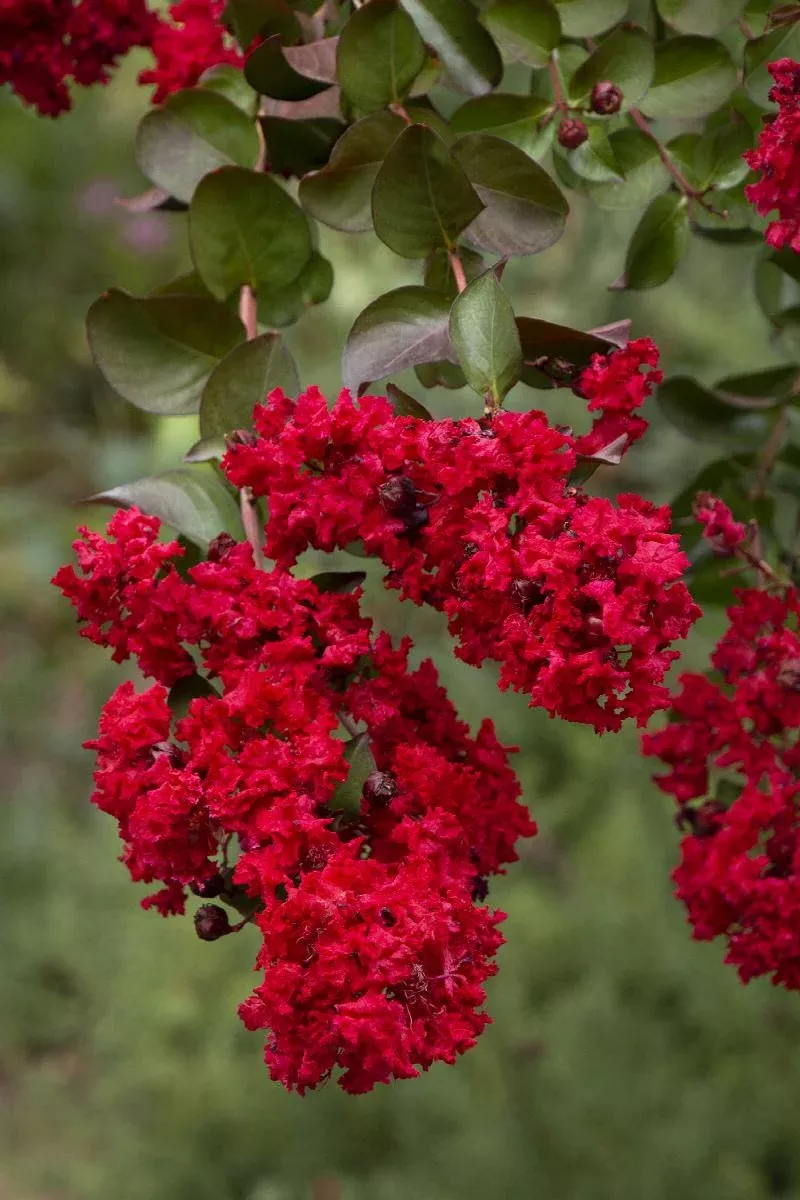 Dynamite Crape Myrtle