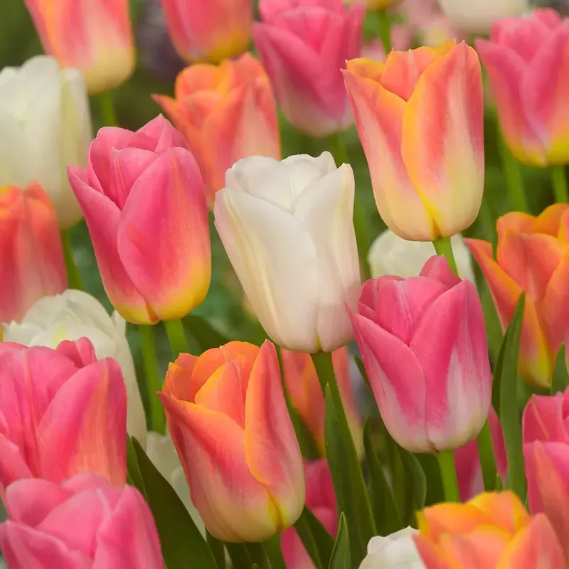 Dynasty Tulip Mixture