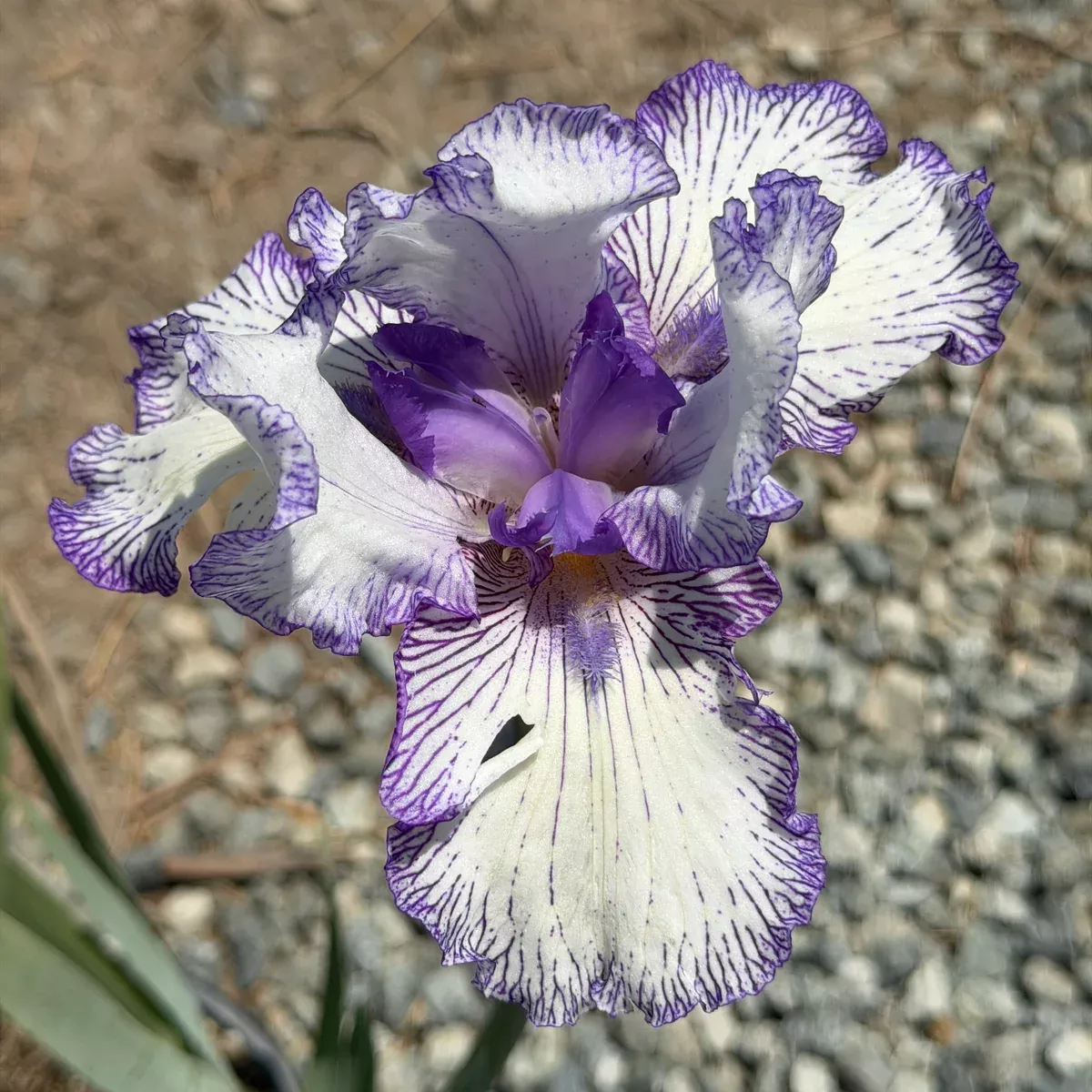Earl of Essex Tall Bearded Iris