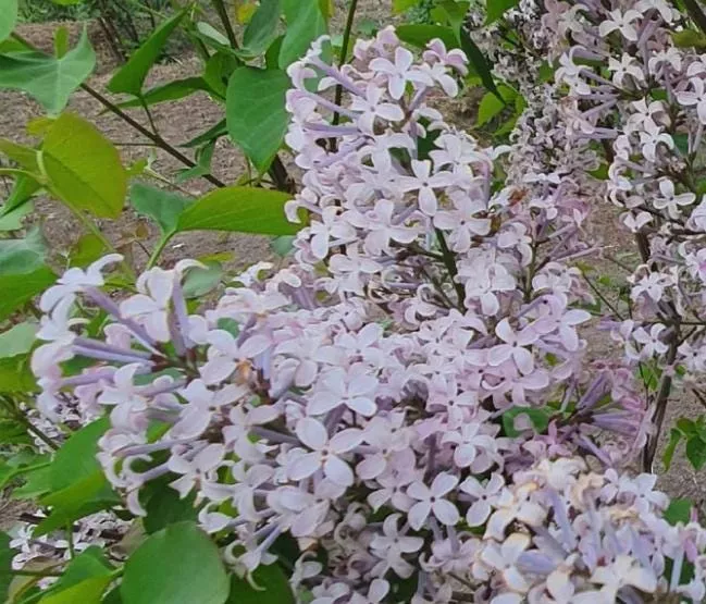 Early Blooming Lilac Seeds
