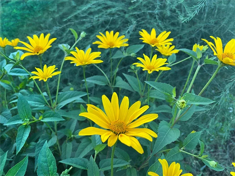Early False Sunflower Wildflower Seeds