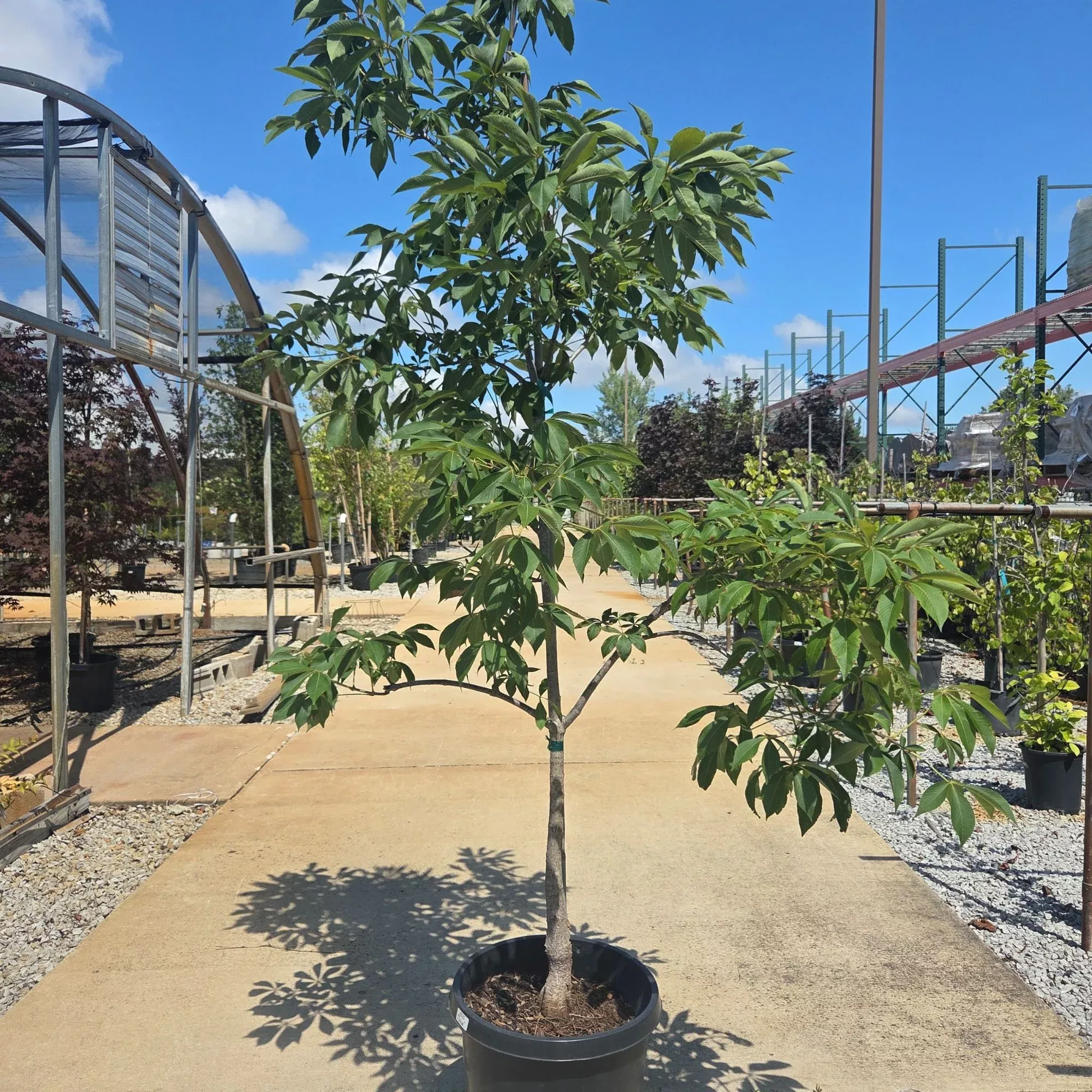 Early Glow Buckeye Tree - Aesculus glabra - 15 Gallon Potted Tree