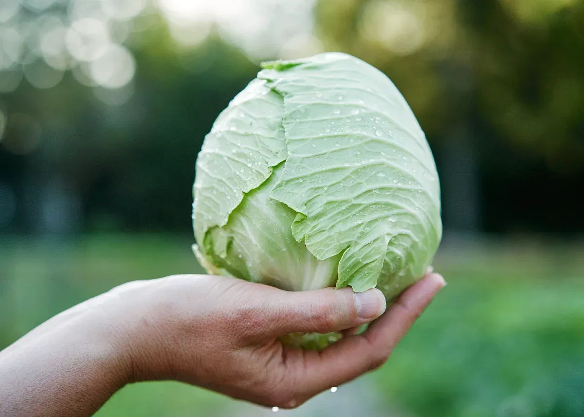 Early Jersey Wakefield - Cabbage Seeds
