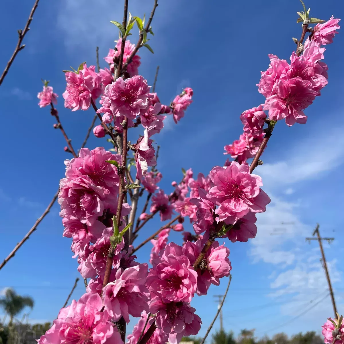 Early Pink Flowering Peach