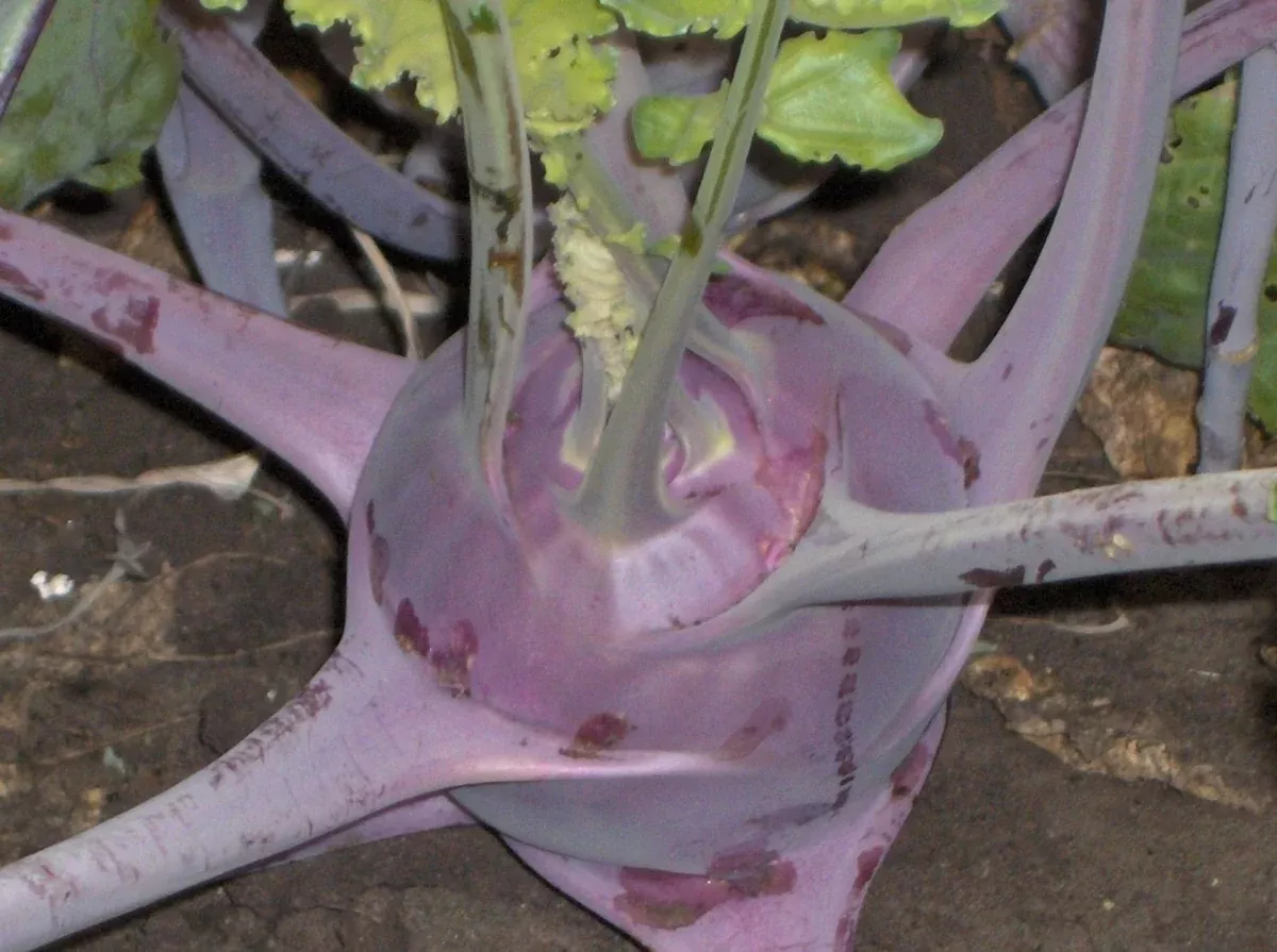 Early Purple Vienna Kohlrabi (1840s)