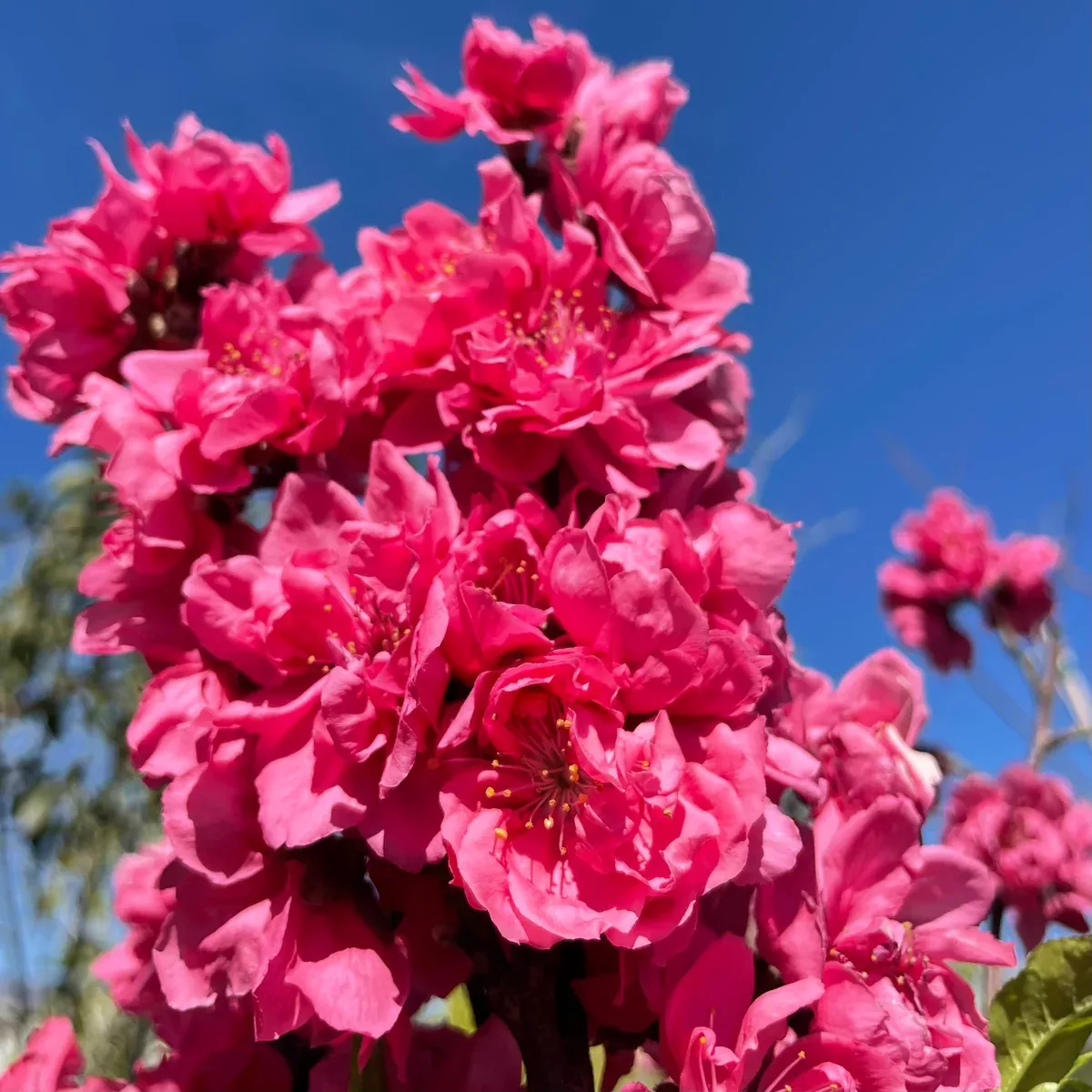 Early Red Flowering Peach