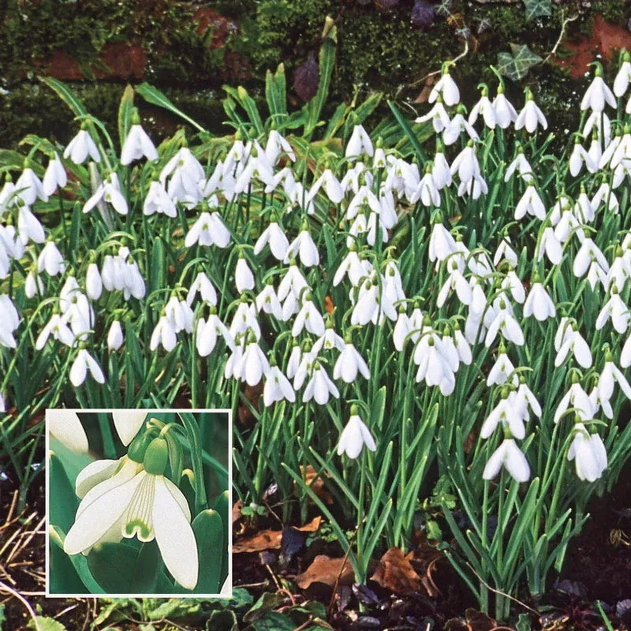 Early Snowdrops