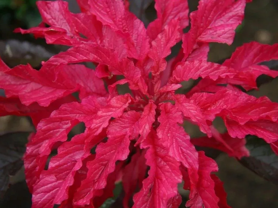 Early Splendor Amaranth (Amaranthus gangeticus)
