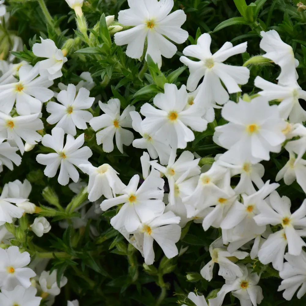 Early Spring™ White Moss Phlox