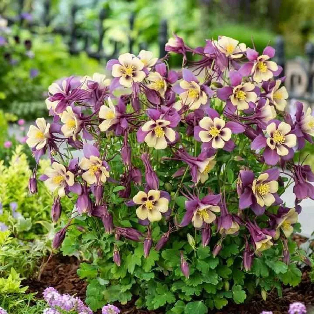 Earlybird Purple Yellow Columbine