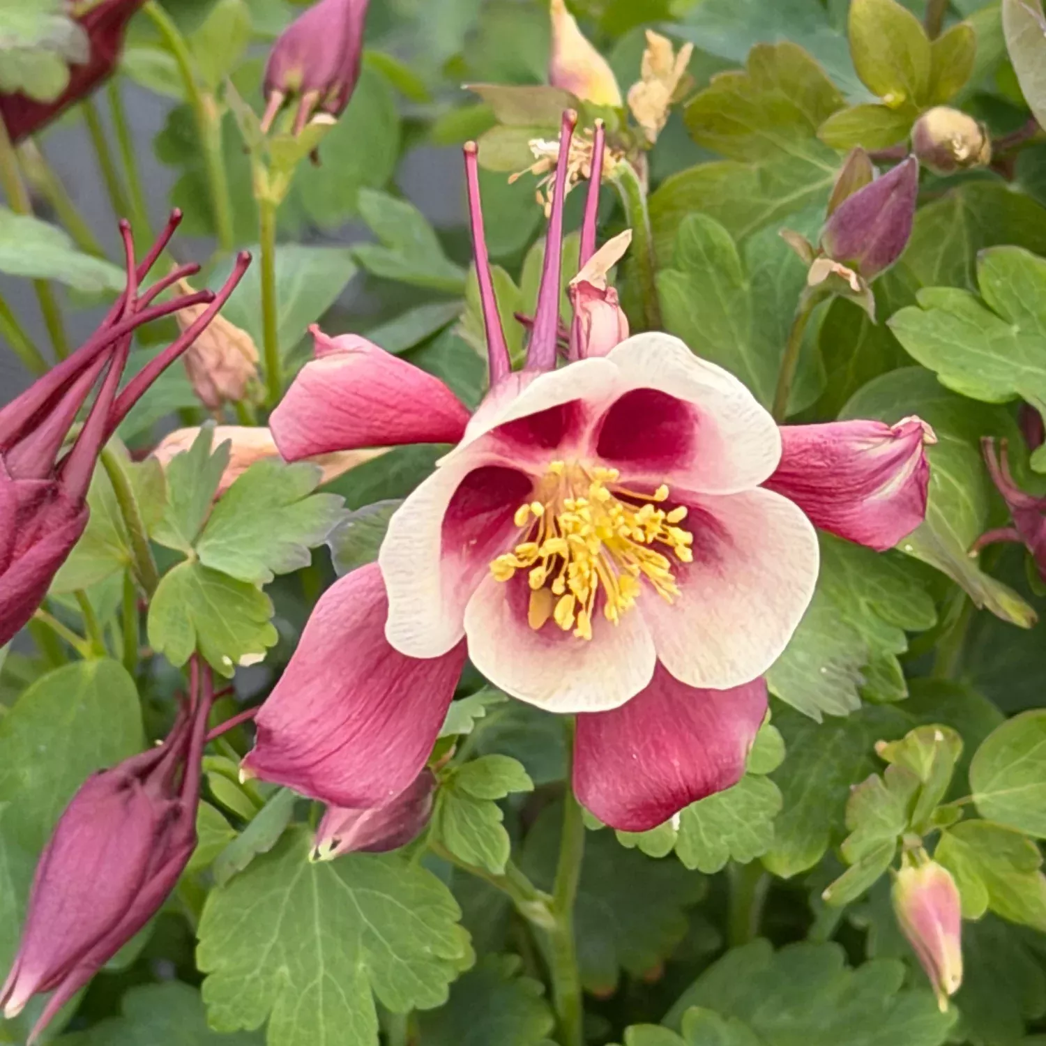 Earlybird Red White Columbine