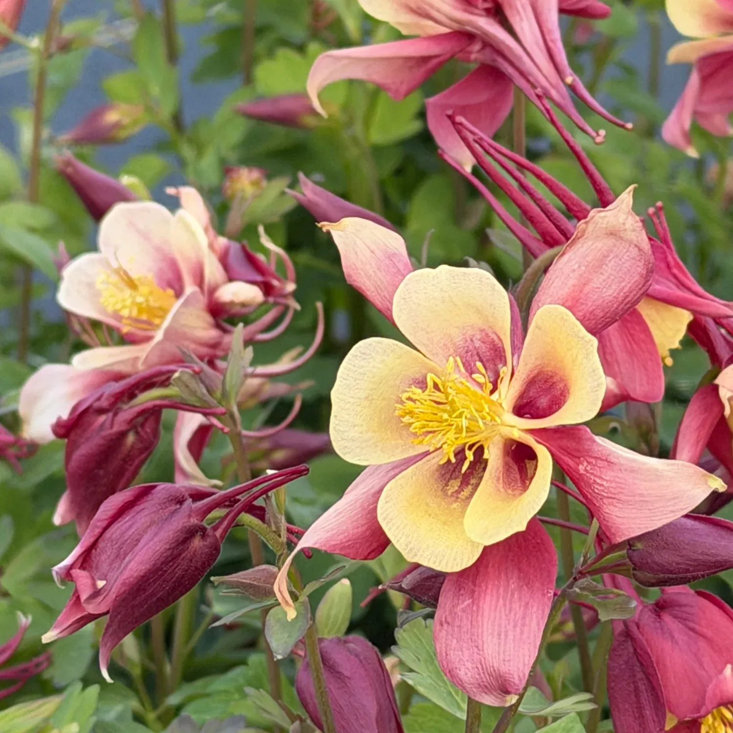 Earlybird Red Yellow Columbine