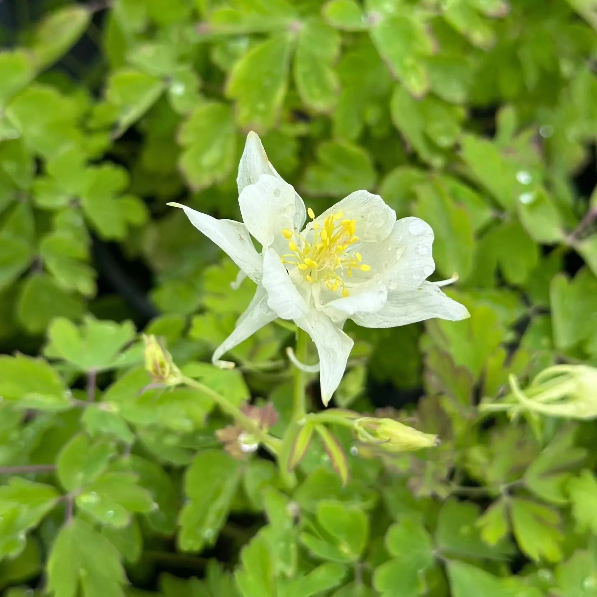 Earlybird White Columbine