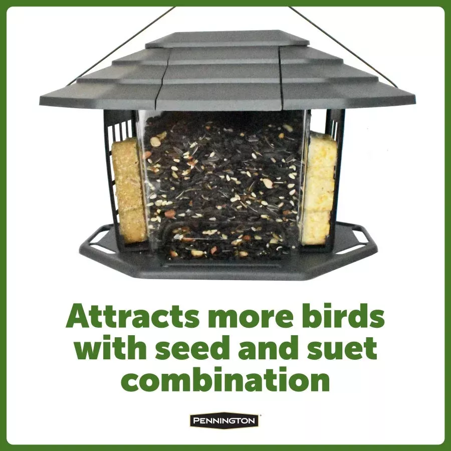 Earth Smart EcoBistro Bird Feed