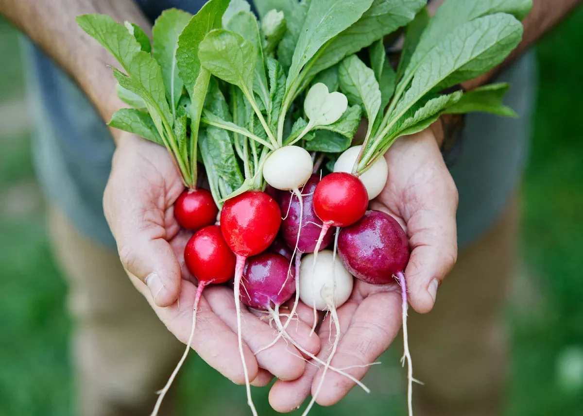 Easter Egg - Radish Seeds