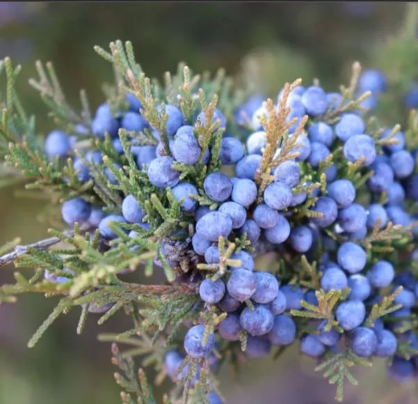 Eastern Red Cedar Seeds