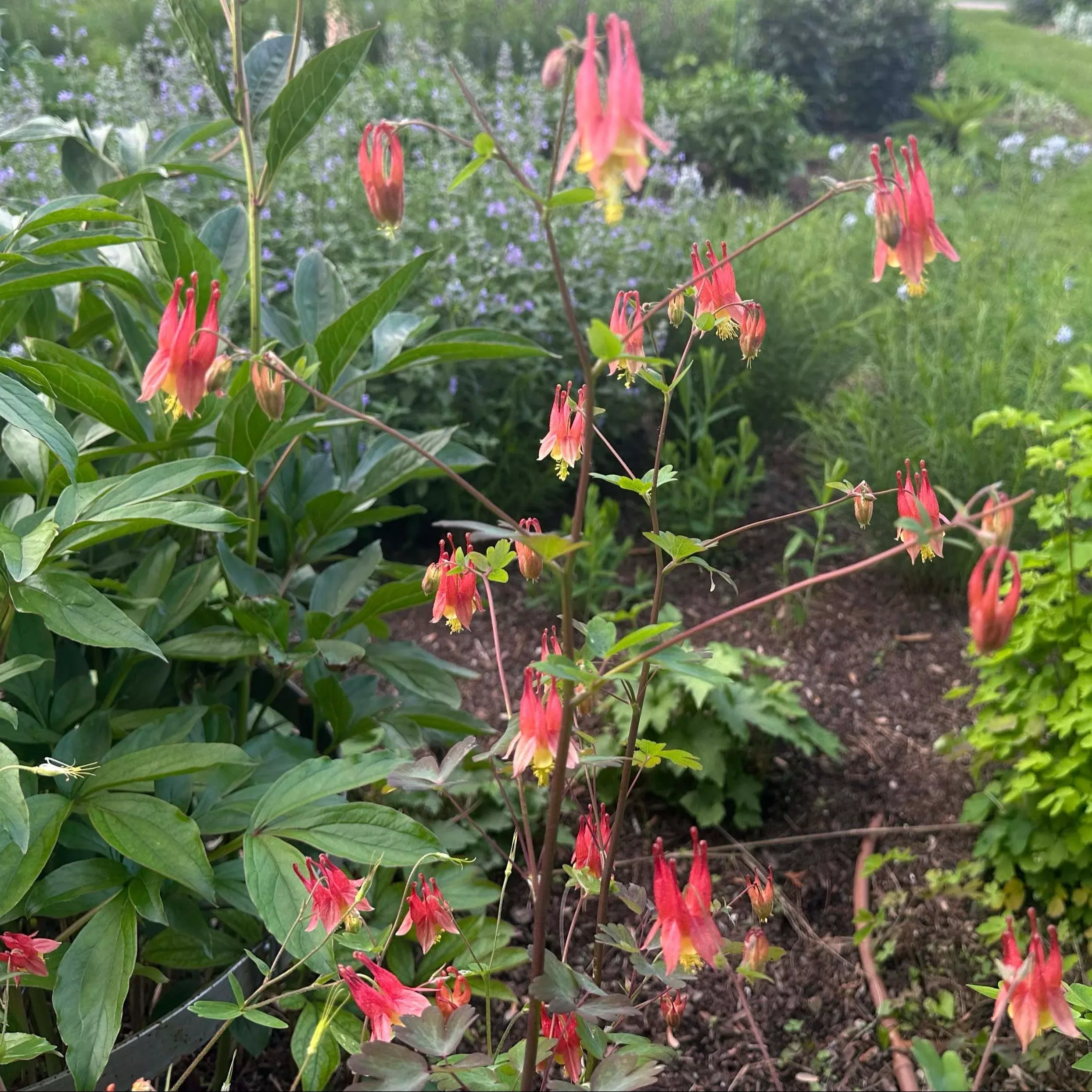 Eastern Red Columbine