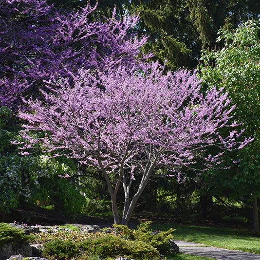 Eastern Redbud - Cercis canadensis - Ball & Burlap Tree (Multiple Sizes)