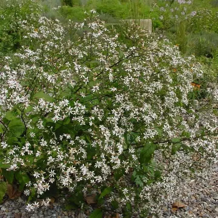 Eastern Star Woodland Aster