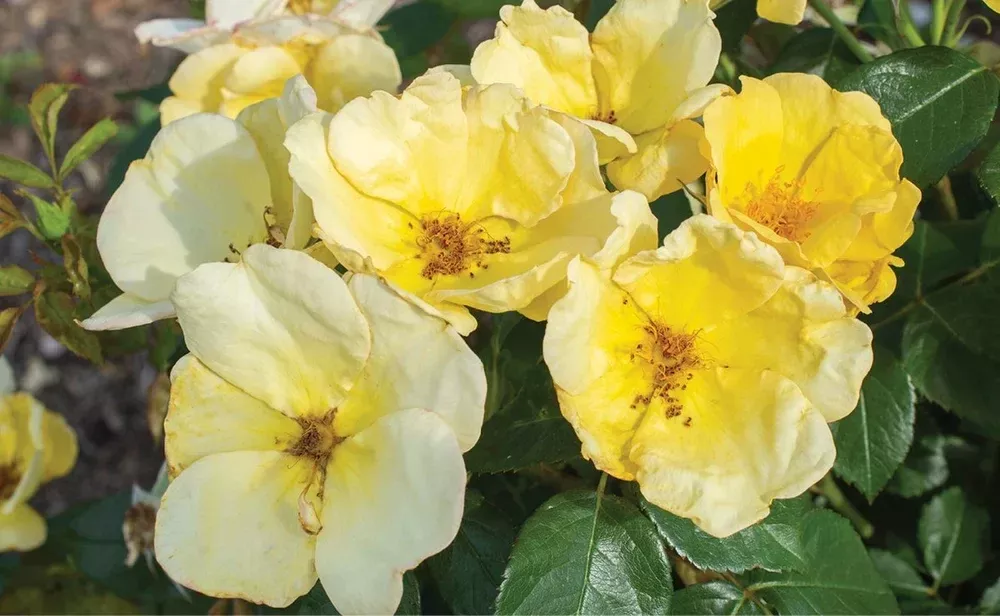 Easy Bee-zy™ Knock Out Rose (Rosa K.O 'Easy Bee-Zy') - 3 gallon