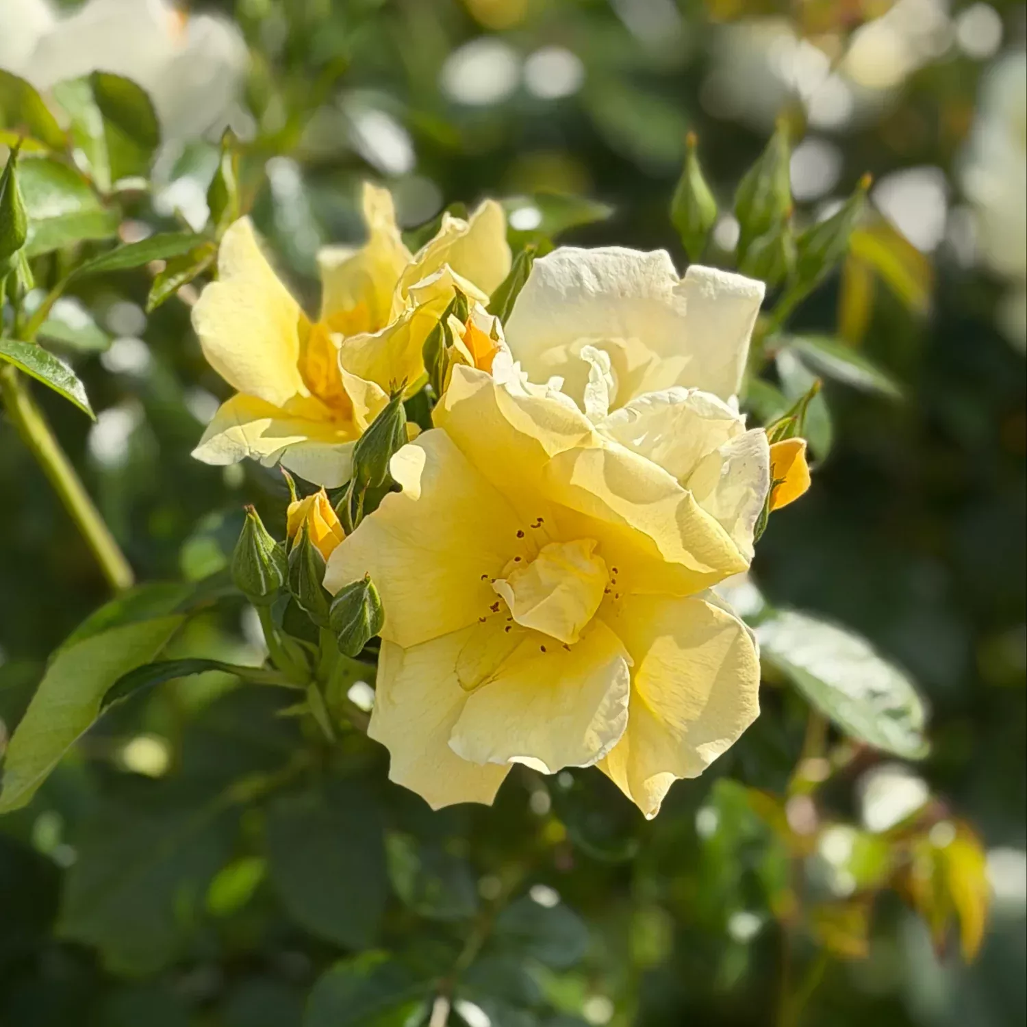 Easy Beezy Knock Out Rose