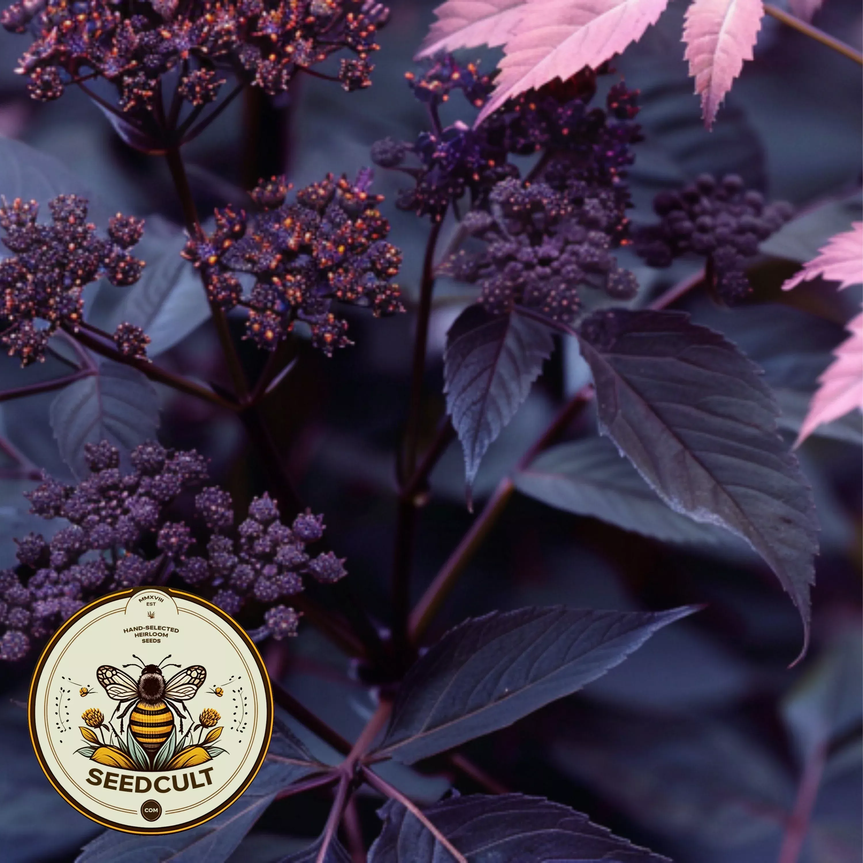 Ebony Holy Ghost, Gothic Garden, Angelica Seeds, Angelica Sylvestris ‘Ebony’ AN0210