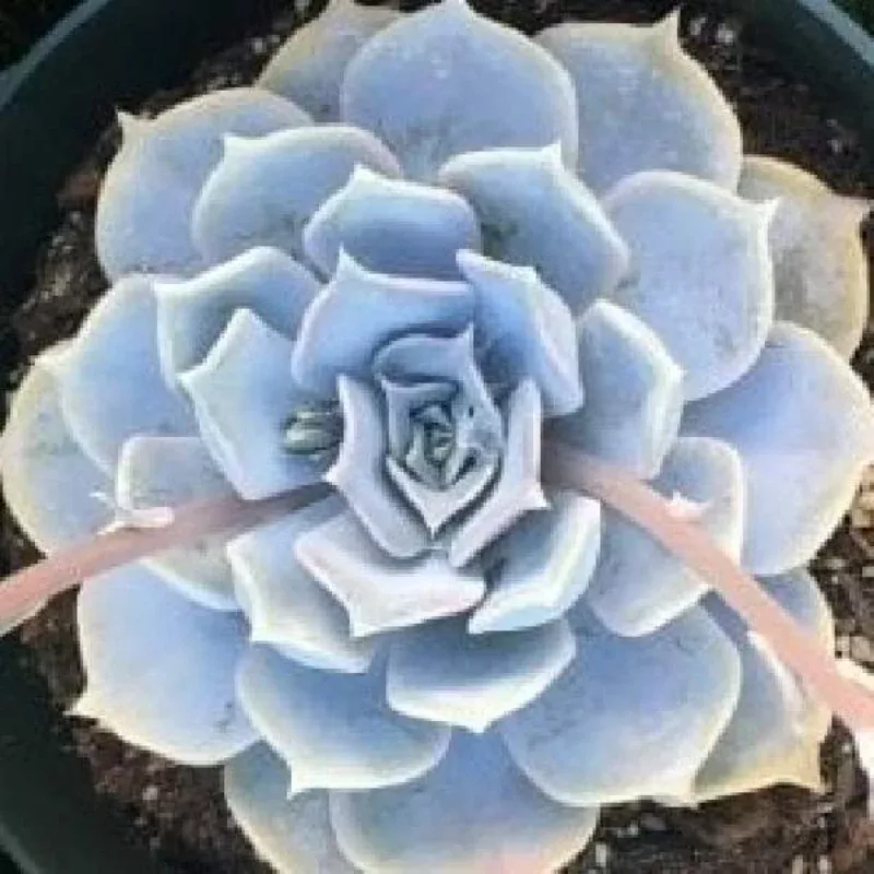 Echeveria Giant Blue Plant Plug (Echeveria 'Giant Blue') – Large, Powder-Blue Rosettes for Sunny Spaces and Containers.