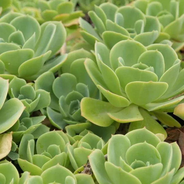 Echeveria Green Rose