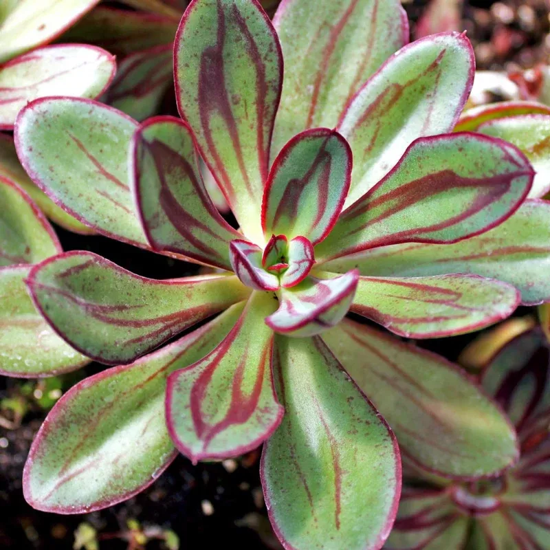 Echeveria Nodulosa Plant Plug (Echeveria nodulosa) – Bold, Painted Succulent with Red and Green Foliage. Great for Containers.