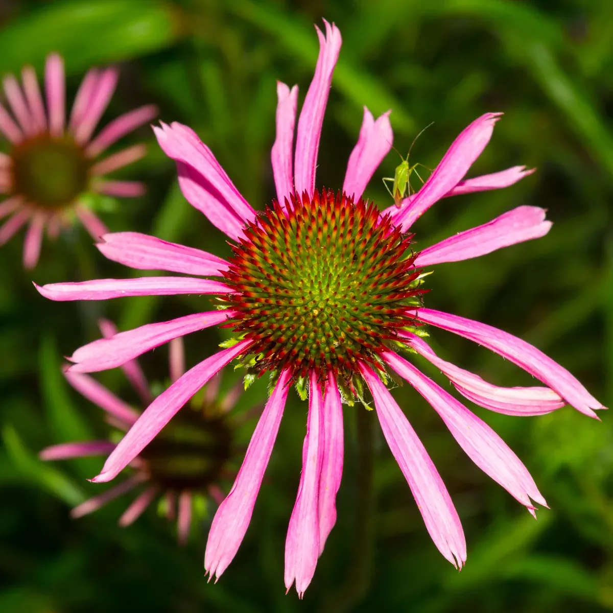 Echinacea aka Narrow-leaved Coneflower (Echinacea angustifolia)