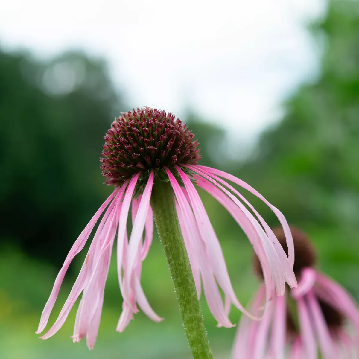 Echinacea aka Pale Purple Coneflower (Echinacea pallida)