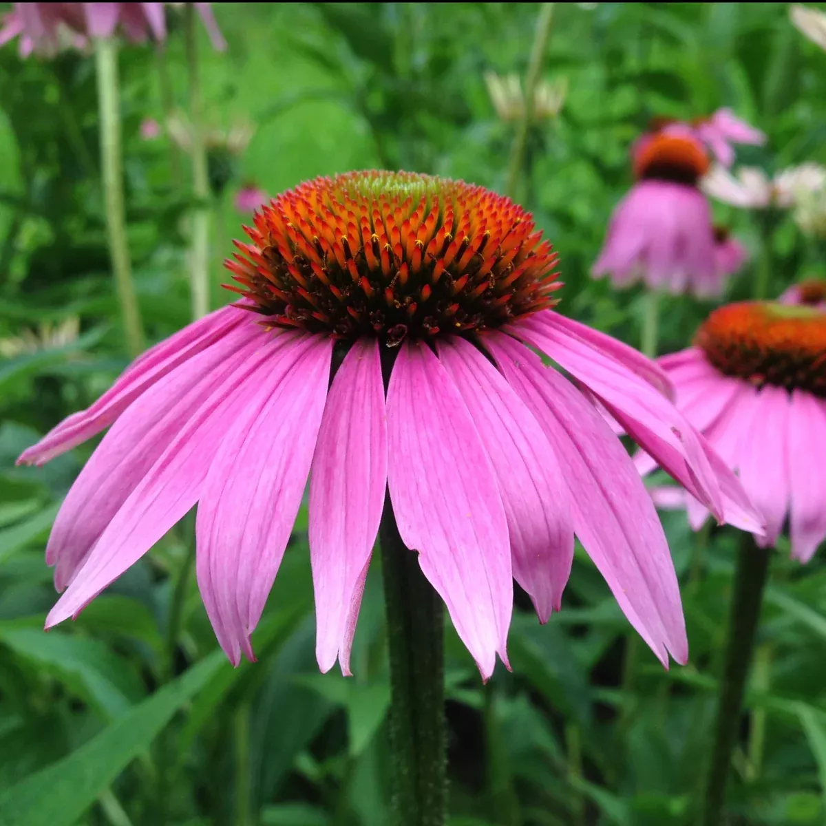 Echinacea aka Purple Coneflower (Echinacea purpurea)