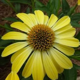 Echinacea 'Balsomsolst' - Sombrero Summer Solstice Coneflower