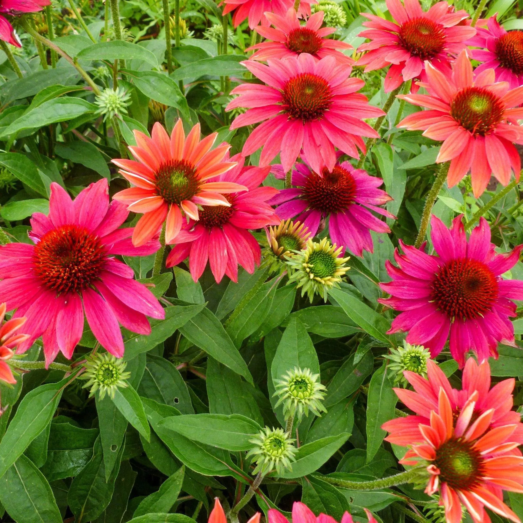 Echinacea 'Balsomtresgo'- Sombrero Tres Amigos Coneflower