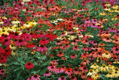 Echinacea "Cheyenne Spirit"