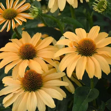 Echinacea COLOR CODED 'One in a Melon'