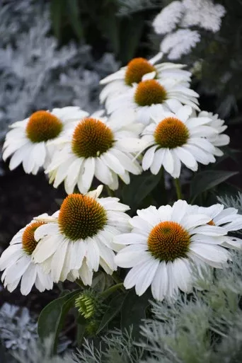 Echinacea Color Coded 'The Price is White'