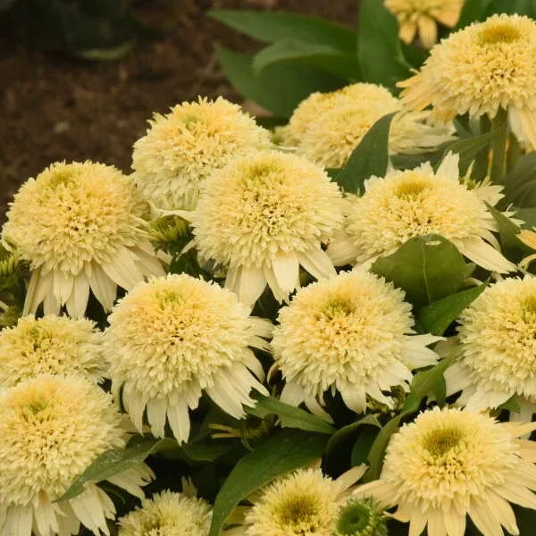 Echinacea Double Coded™ 'Butter Pecan'