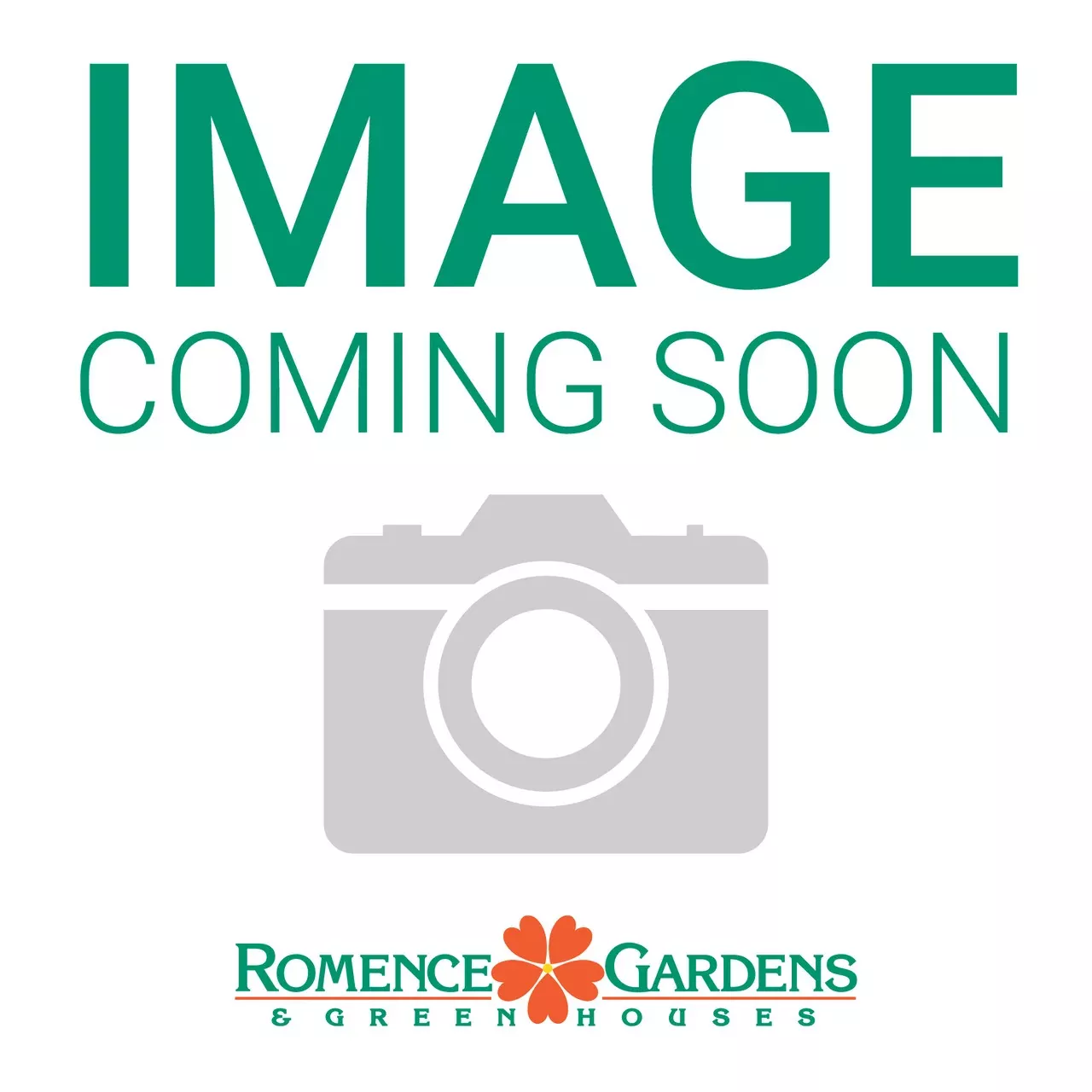 Echinacea pallida