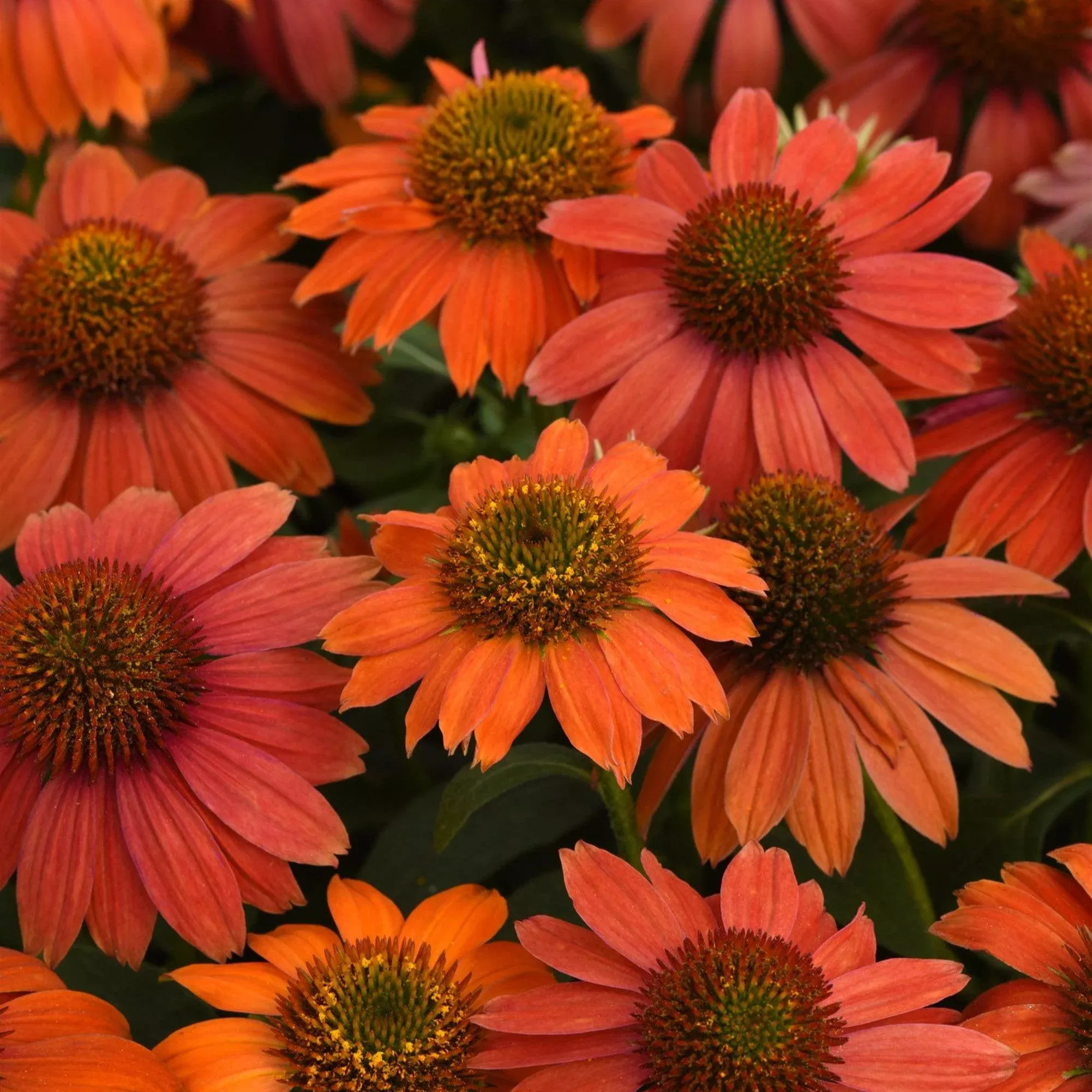 Echinacea 'PAS1257973'- Artisan™ Red Ombre Coneflower