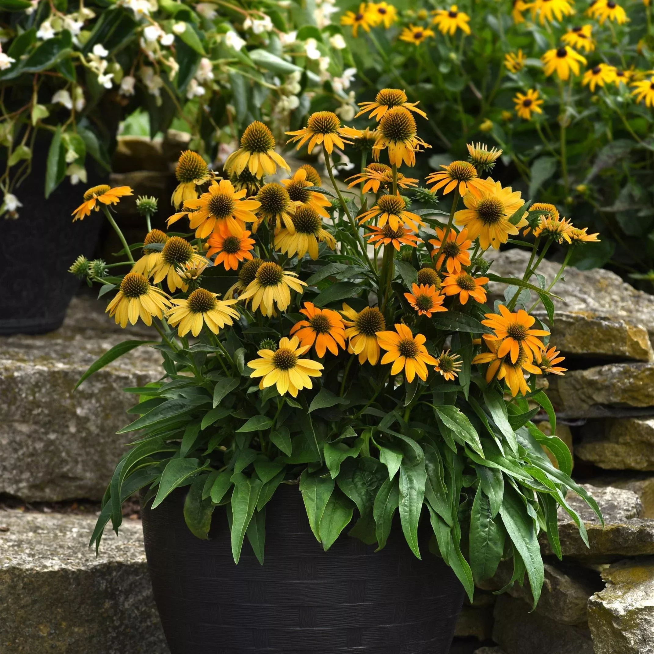 Echinacea 'PAS1303304'- Artisan™ Yellow Ombre Coneflower